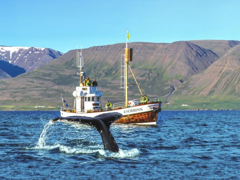 Árskógssandur: Whale-Watching Boat Trip - Captivating Whale-Watching Experience