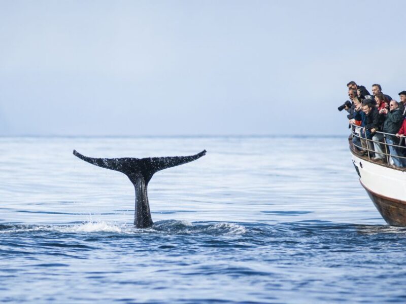 Árskógssandur: Whale-Watching Boat Trip - Comfortable Boat Amenities