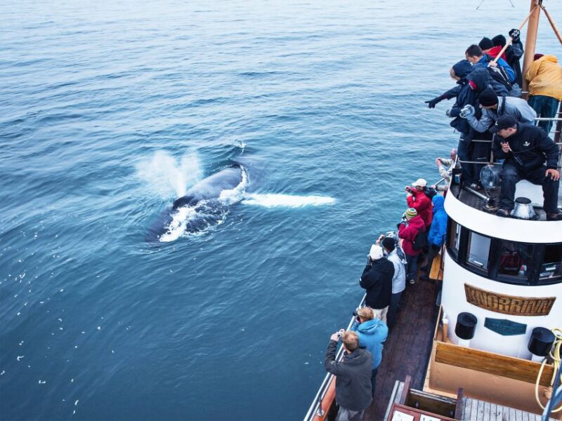 Árskógssandur: Whale-Watching Boat Trip - Flexible Scheduling and Booking