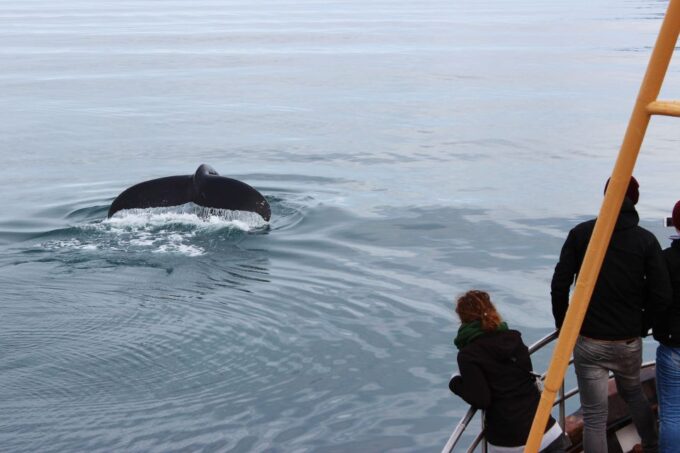Árskógssandur: Whale-Watching Boat Trip - Weathering the Elements