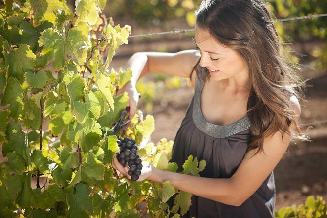 Art, Cheese and Wine Experiences Tour Route Rio Tequisquiapan - Frequently Asked Questions