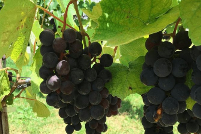 Art Of Wine – Travel Through The So-Called Wine Route Visiting Various Wineries - Key Points