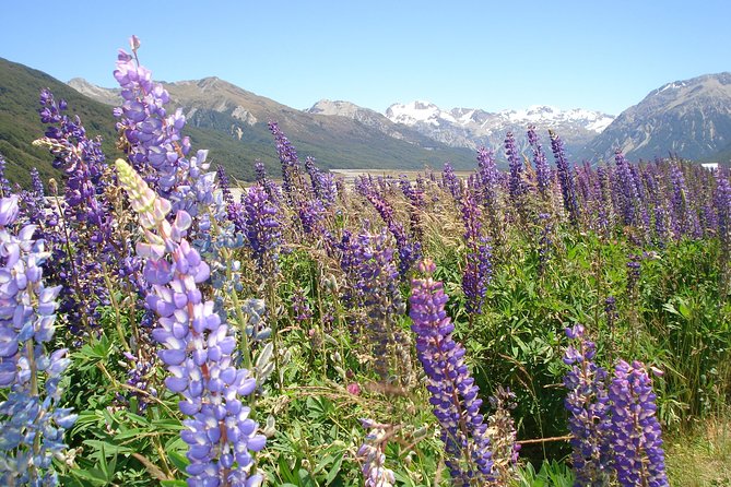 Arthurs Pass and Southern Alps Day Excursion From Port Lyttelton or Christchurch - Pickup Information