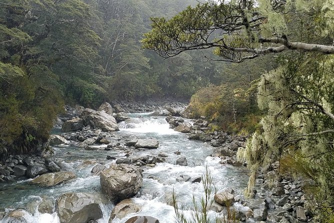 Arthurs Pass and Tranzalpine Train Day Tour From Christchurch - Reviews and Feedback