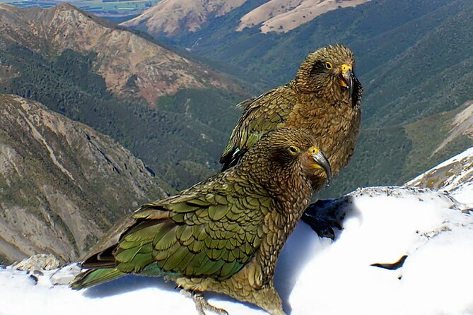 Arthurs Pass and Tranzalpine Train Day Tour From Christchurch - Accessibility and Participant Information