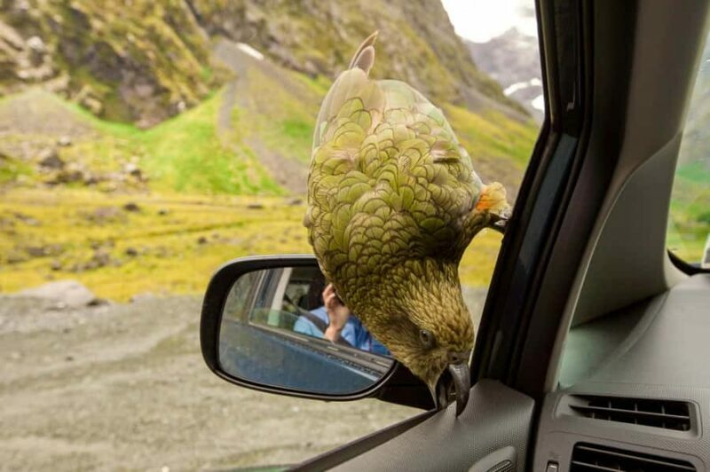Arthurs Pass Day Tour From Christchurch via Castle Hill - The Sum Up