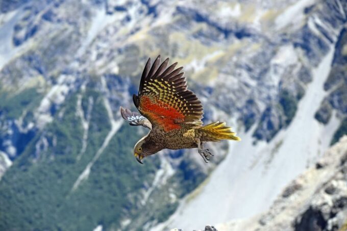 Arthurs Pass: TranzAlpine Train and Castle Hill Day Tour - Recap