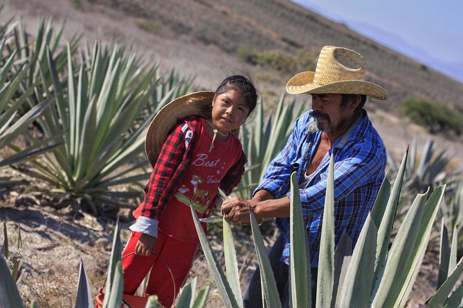 Artisanal Mezcal Distillery in an Authentic Zapotec Village - Positive Reviews