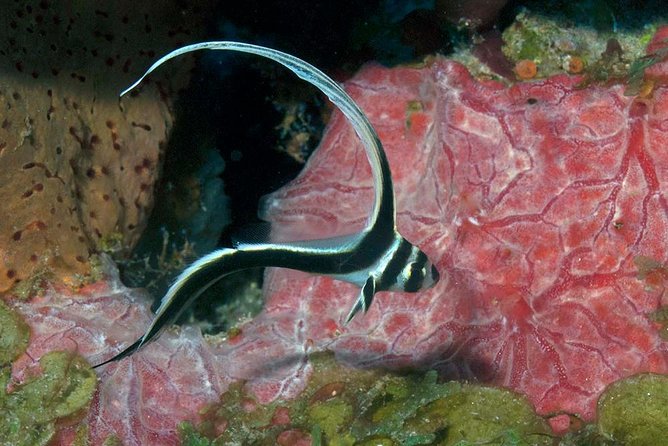 Aruba 1-Tank Guided Dive for Certified Divers With Own Equipment - Inclusions and Pricing