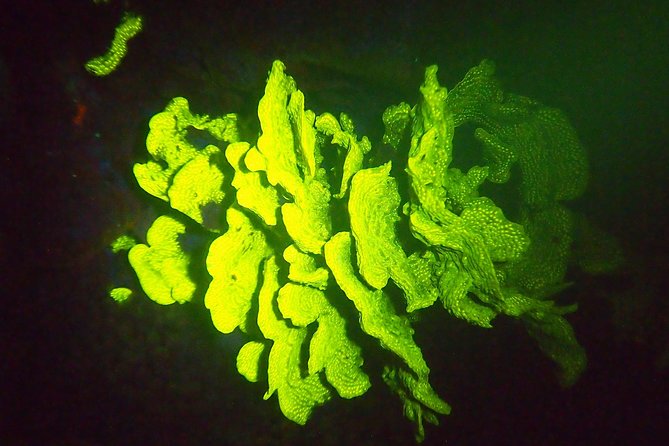 Aruba 1-Tank Guided UV Night Dive for Certified Divers With Own Equipment - About Your Stay