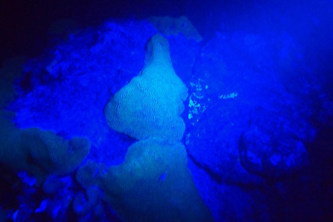 Aruba 1-Tank Guided UV Night Dive for Certified Divers With Own Equipment - Diving Equipment Rental
