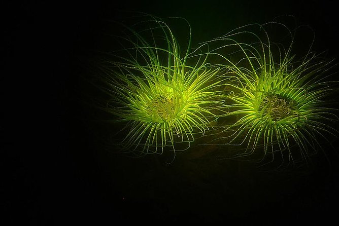 Aruba 1-Tank Guided UV Night Dive for Certified Divers With Rental Equipment - Health and Safety Requirements