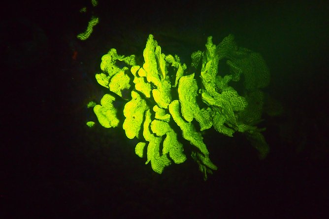Aruba 1-Tank Guided UV Night Dive for Certified Divers With Rental Equipment - Cancellation and Flexibility Policy