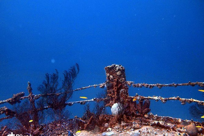 Aruba 1-Tank Night Dive for Certified Divers With Own Equipment - Overview of the Dive Experience