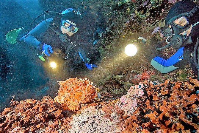 Aruba 1-Tank Night Dive With Rental Gear for Certified Divers - Exploring Arubas Underwater Nightlife