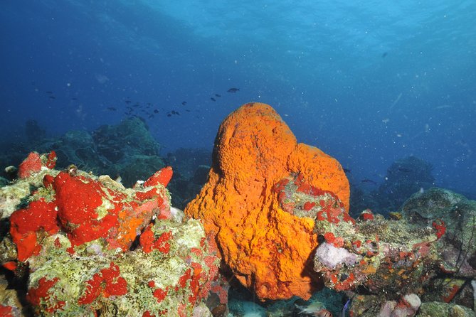 Aruba 2-Tank Guided Dive for Certified Divers - Guest Reviews and Feedback