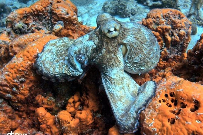 Aruba 2-Tank Guided Dive for Certified Divers With Own Equipment - Contact for More Information
