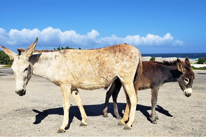 Aruba Baby Beach Express Tour - Accessibility and Policies