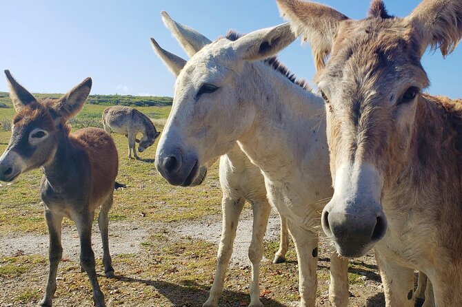 Aruba Baby Beach Express Tour - Summary