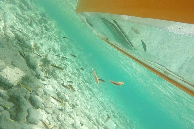 Aruba Glass Bottom Kayak Tour Through the Mangrove Forest - Pricing and Booking Information