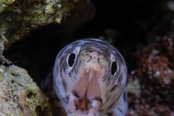 Aruba Guided Night Dive Adventure: Shallow Reefs or Shipwrecks - Maximum of 8 Participants