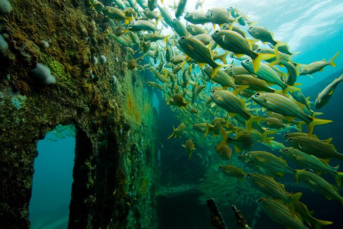 Aruba Guided Night Dive Adventure: Shallow Reefs or Shipwrecks - Whats Included in the Tour