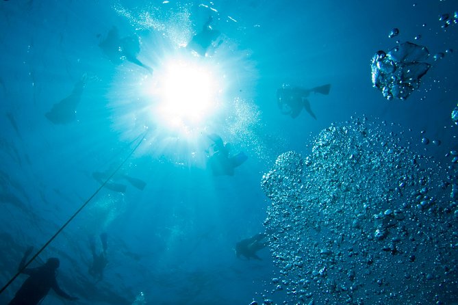 Aruba Guided Night Dive Adventure: Shallow Reefs or Shipwrecks - Diver Certification Requirements