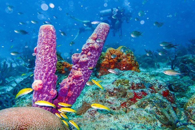 Aruba Guided Night Dive Adventure: Shallow Reefs or Shipwrecks - Health and Medical Considerations
