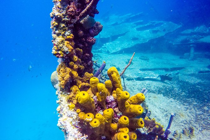Aruba Guided Night Dive Adventure: Shallow Reefs or Shipwrecks - Weather Policy and Dive Restrictions