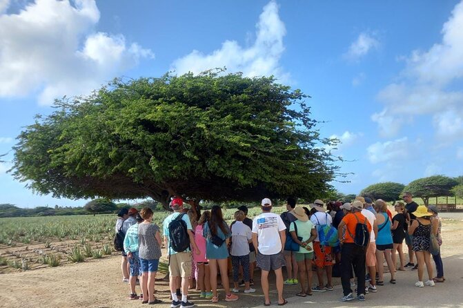 Aruba Half-Day Tour: Charter Bus up to 30 People - Pricing and Admission Fees