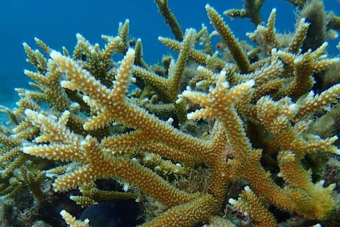 Aruba Kayak Explorers - Kayaking and Snorkeling Activities
