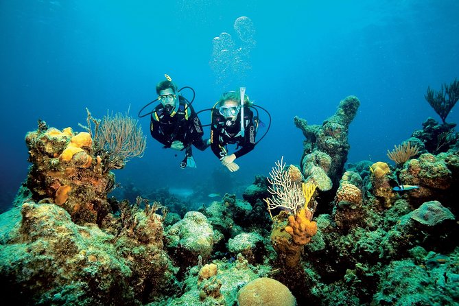 Aruba One or Two Tank Scuba Dive - Overview of Dive Experience