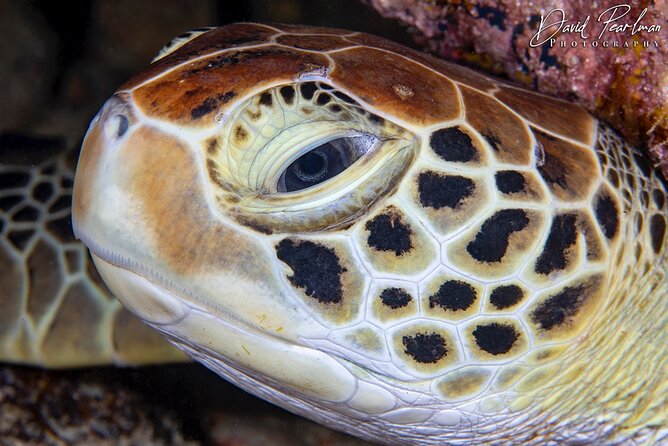 Aruba One or Two Tank Scuba Dive - Exploring Wrecks and Reefs