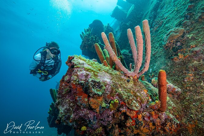 Aruba One or Two Tank Scuba Dive - Marine Life Sightings