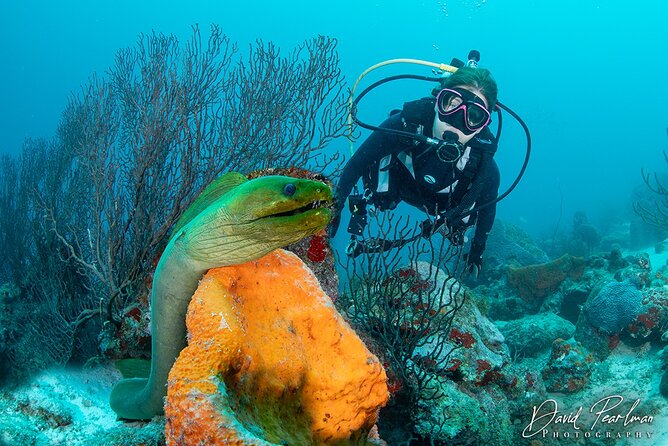 Aruba One or Two Tank Scuba Dive - Personalized Attention and Small Groups