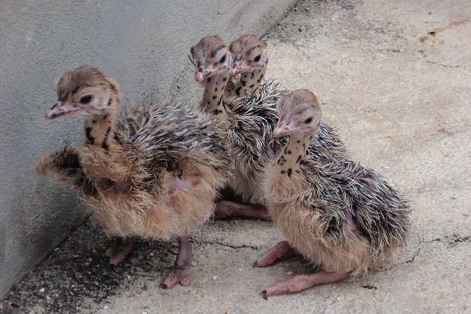 Aruba Ostrich Farm Tour With Lunch - Inclusions
