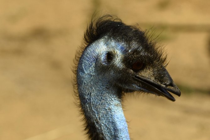 Aruba Ostrich Farm Tour With Lunch - Tickets and Pricing