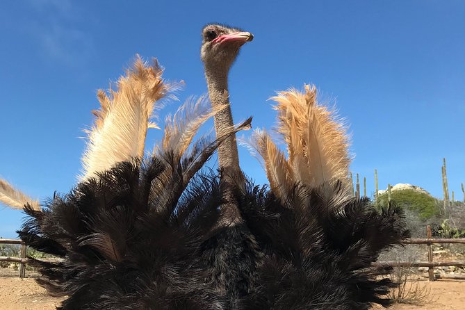 Aruba Ostrich Farm Tour With Lunch - Reviews and Feedback
