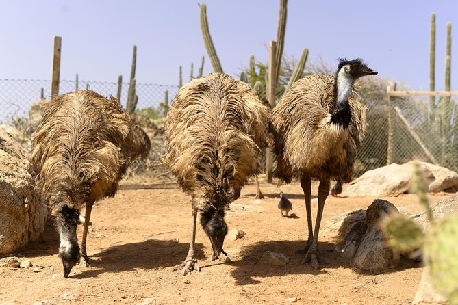 Aruba Ostrich Farm Tour With Lunch - Ostrich Facilities