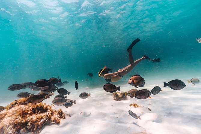 Aruba Sail and Snorkel With Crafted Cocktails - Accessibility and Additional Information