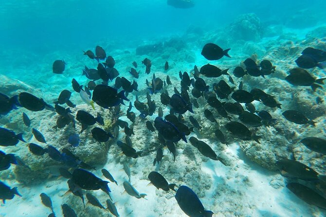 Aruba Seabob Scooter Reef Tour  - Location and Duration