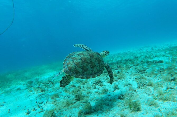 Aruba Seabob Scooter Reef Tour  - Accessibility and Restrictions