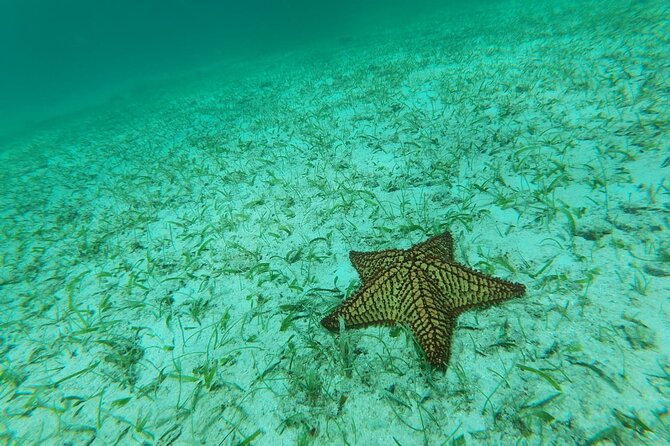 Aruba Seabob Scooter Reef Tour  - Marine Life Encounters