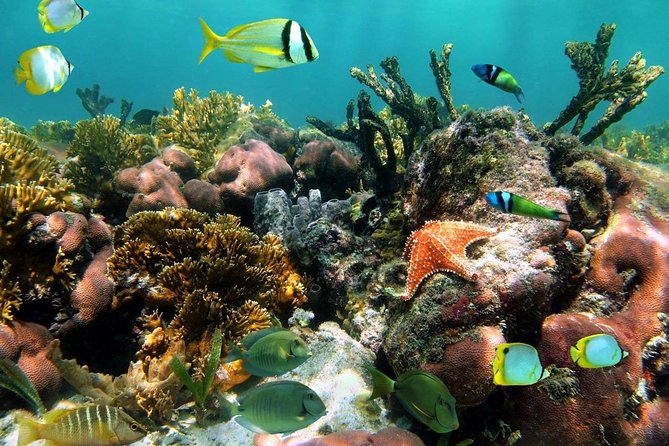 Aruba Snorkeling Tour: Mangel Halto and Baby Beach - Tour Overview