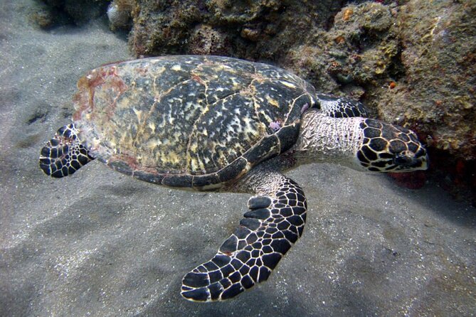 Aruba Snorkeling Tour: Mangel Halto and Baby Beach - Marine Life and Shipwrecks