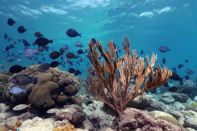 Aruba Snorkeling Tour: Mangel Halto and Baby Beach - Pickup and Meeting Point