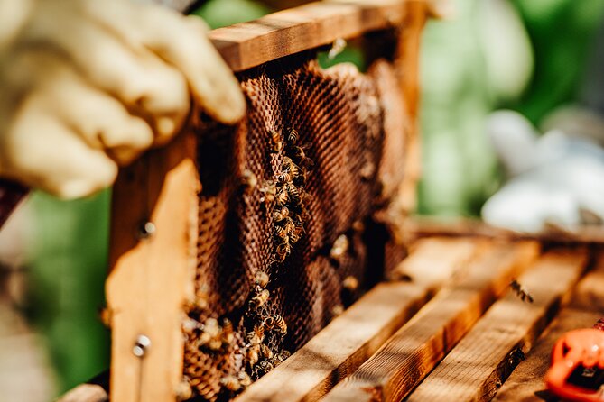 Aruba's Bee Haven Private Adventure - Pricing and Booking Information