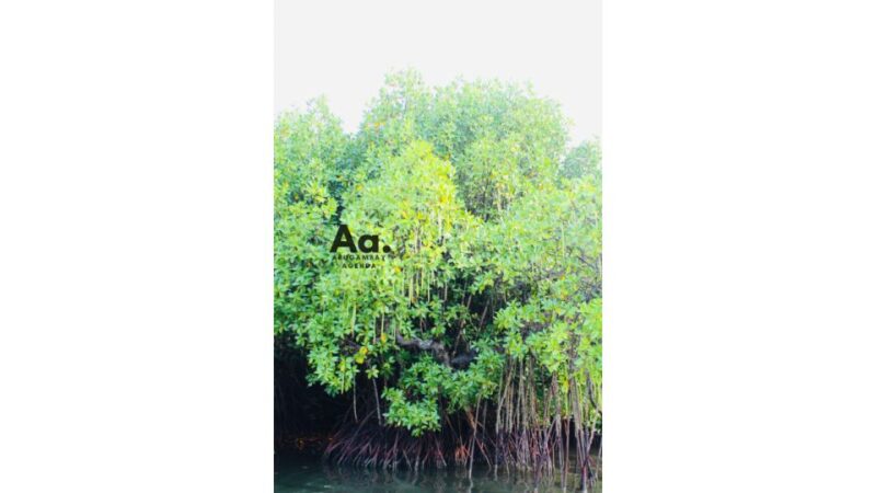 Arugambay: Mangrove Watching in Pottuvil Lagoon - Highlights and Features