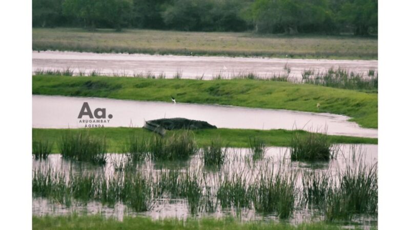 Arugambay: Mangrove Watching in Pottuvil Lagoon - Abundant Flora and Fauna