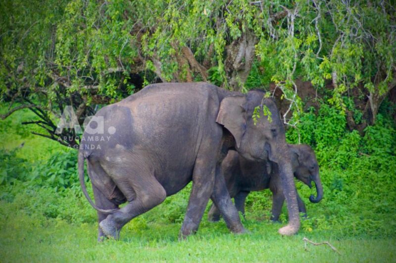 Arugambay to Yala: Wild Safari + Drop-off Flexibility - Key Points